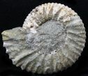 Pavlovia Ammonite Fossil - Siberia #29710-1